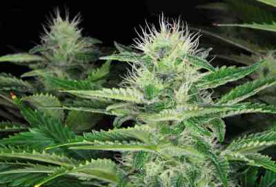 Dark Delight > Dutch Passion | Feminisierte Hanfsamen  |  Indica